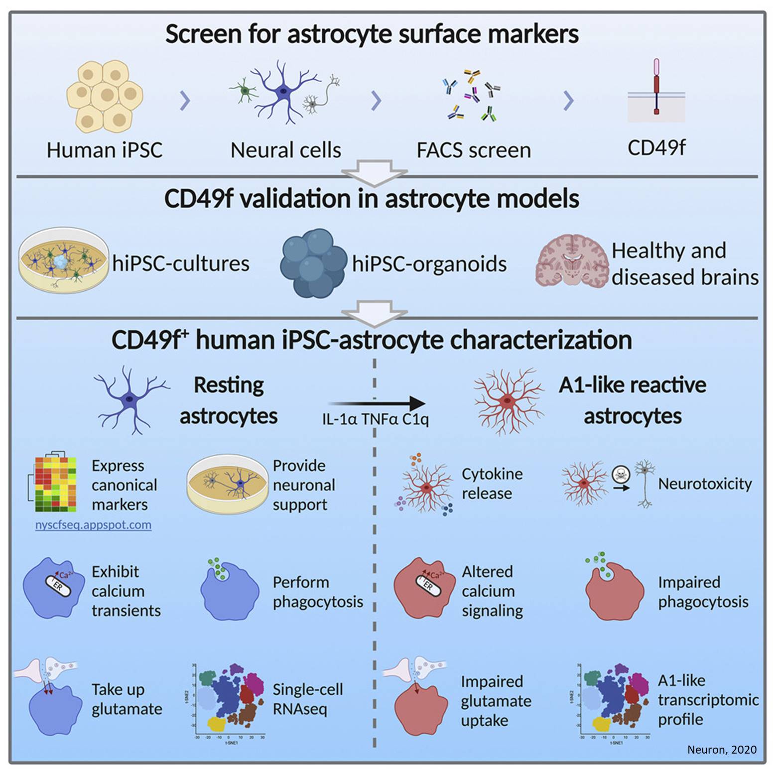 Human astrocyte stem cell model developed!