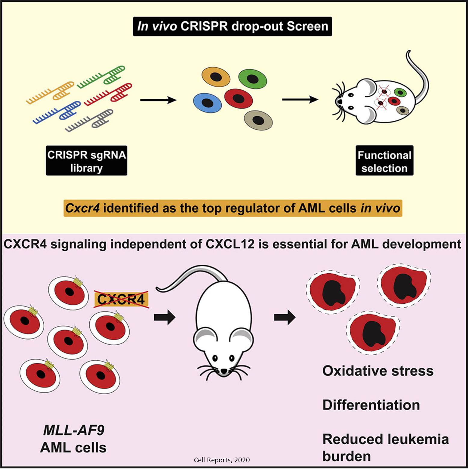 A gene essential for leukemia stem cell development discovered!