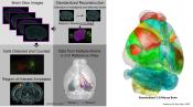 A new brain imaging data analysis tool to generate 3D neural mapping