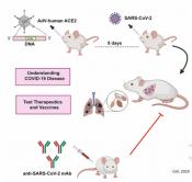 COVID-19 mouse model that replicated the illness of the people