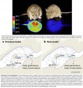 Neural circuits that control hibernation-like behaviors in mice discovered