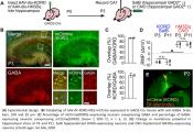 Hippocampal GABAergic inhibitory interneurons excite the developing brain