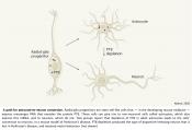 Converting astrocytes to neurons eliminates Parkinson&#039;s disease in mice