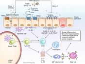 A new allergy signaling pathway identified!
