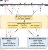 Genes in neurodevelopmental disorders also important for development elsewhere in the body