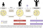 How immunity is sustained in aging