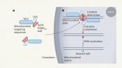 CRISPR free mitochondrial DNA editing with a bacterial toxin