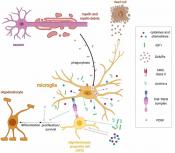 Microglia not only prune synapses and neurons but myelin sheaths as well