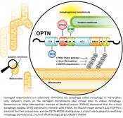 Signaling in mitochondrial ubiquitination and mitophagy