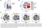 Severe COVID-19 patients had impaired type I interferon activity and inflammatory responses
