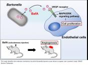 How a parasitic bacterium induces blood vessel formation to cause lesions