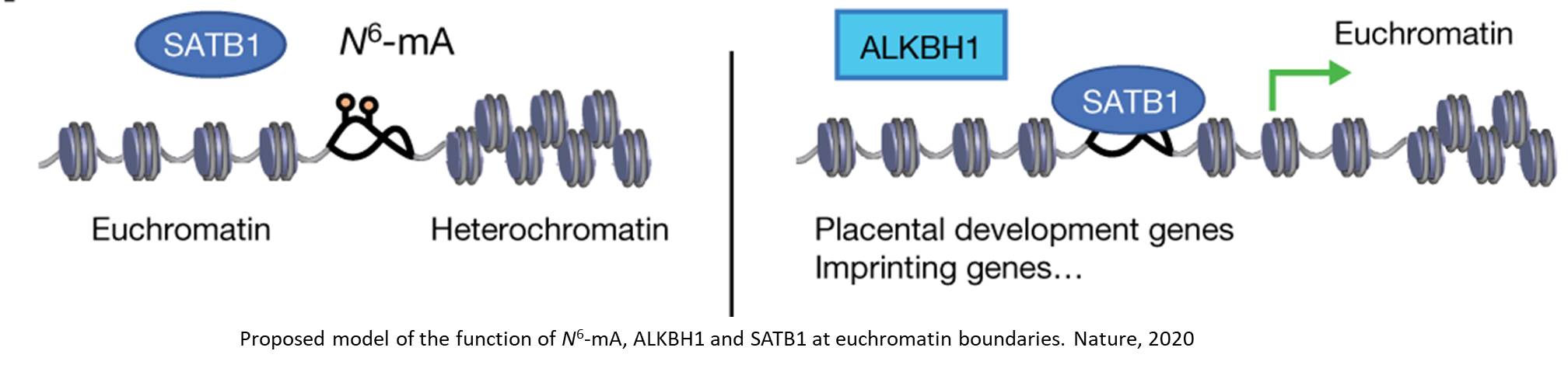 DNA modification determines fate of placenta