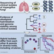 Hybrid fungus involved in lung infections found in hospitals!