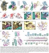 Protein translational shutdown and immune evasion by the Nsp1 protein of SARS-CoV-2