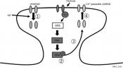 Reversing Abeta-induced cognitive changes using &nbsp;oxytocin 