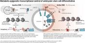 New roles of autophagy in stem cell renewal and differentiation