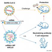 A thermostable mRNA vaccine against COVID-19i
