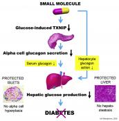 A novel small molecule prevents diabetes by reducing glucagon