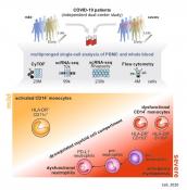 Immature and dysfunctional immune cells in COVID-19