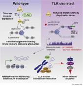TLK protein inhibition activates the innate immune system
