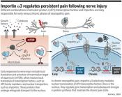 Nuclear transport controls chronic pain