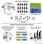 Age-Dependent Patterns of Virome Diversity in the Human Gut