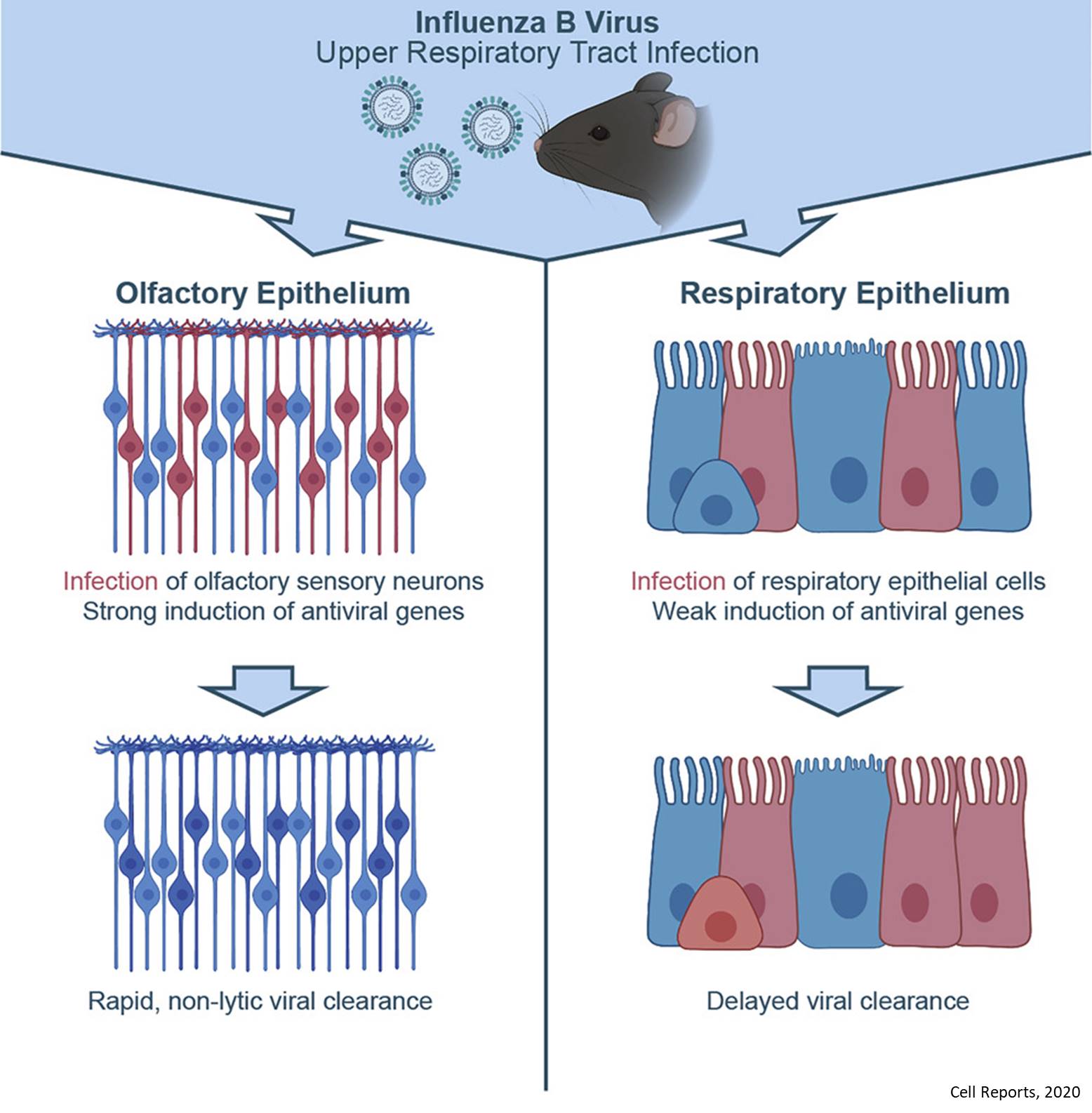 Why olfactory neurons in the upper respiratory tract are resistant to influenza?