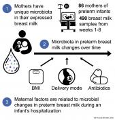 Antibiotics affect breast milk microbiota in mothers of preterm infants
