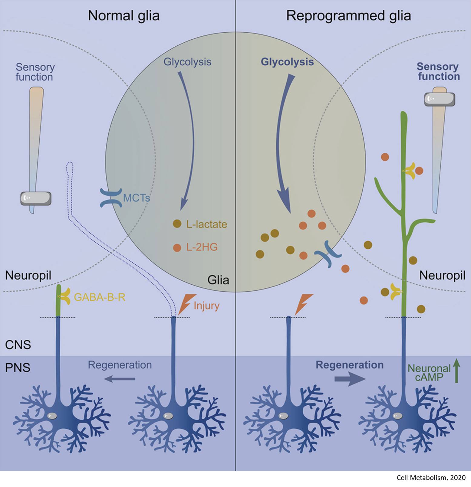 Glial Metabolic Rewiring Promotes Axon Regeneration