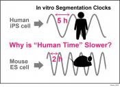 Why humans develop more slowly than mice?