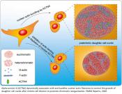 How nuclei enlarge after cell division