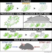 Astrocytes plays a key role in sleep