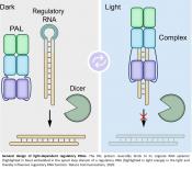 Precise gene control by light!