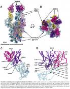 Ultrapotent human antibodies protect against SARS-CoV-2 challenge via multiple mechanisms