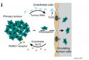 New mechanism for the cancer cell metastasis