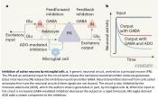 Brain&#039;s immune cells put the brakes on neurons