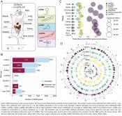 Reference atlas of small noncoding RNAs in mouse tissues