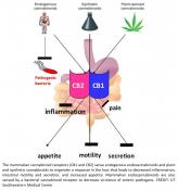 Cannabis inhibit intestinal bacterial virulence and inflammation