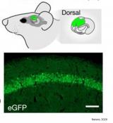 Both excitatory and inhibitory systems play a role in memory consolidation