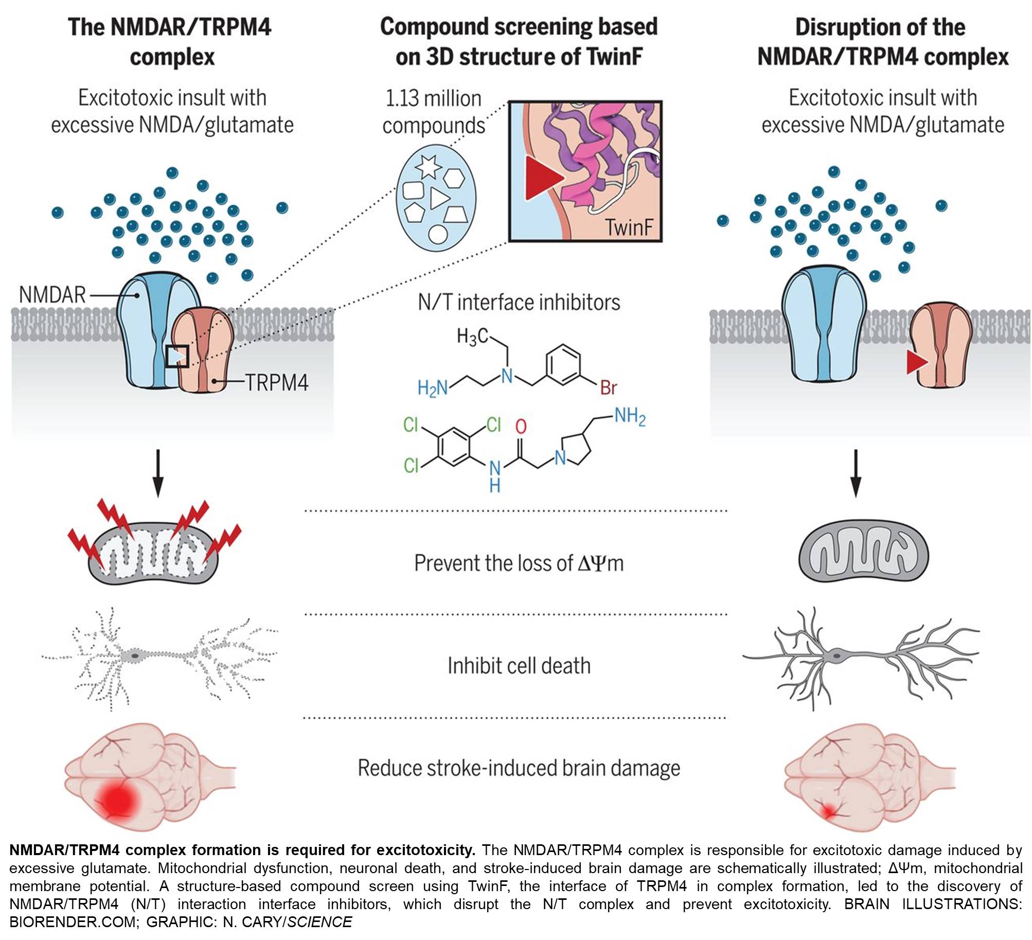 Disrupting interaction beteen extra-synaptic NMDA receptors and TRMP4 to protect against neurodegenerative diseases