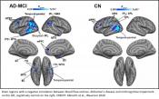 Linking vascular function to tau PET with declining cognition