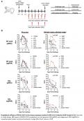 REGN-COV2 antibody cocktail to both protect from and treat disease