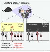 Olfactory neurogenesis depends on odor stimulation!