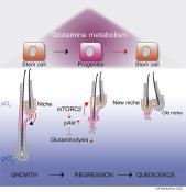 Preventing hair loss by regulating stem cell metabolism