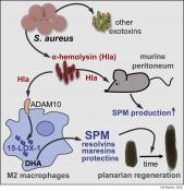 A toxic substance found in Staph bacteria stimulates tissue regeneration