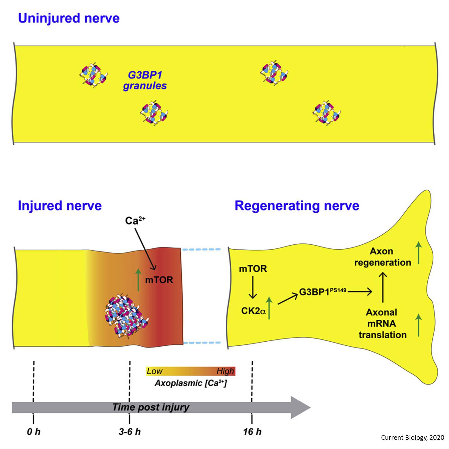 Speeding-up nerve regeneration after injury!