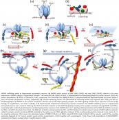 Competition between endocytosis and exocytosis of AMPA receptors in long term memory and learning