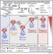 How genetic variation changes the immune repertoire in multiple sclerosis 