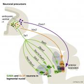 Brainstem neuronal gene expression controls both behaviour and misbehavior
