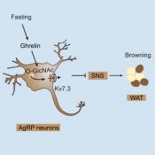 Neurons control obesity